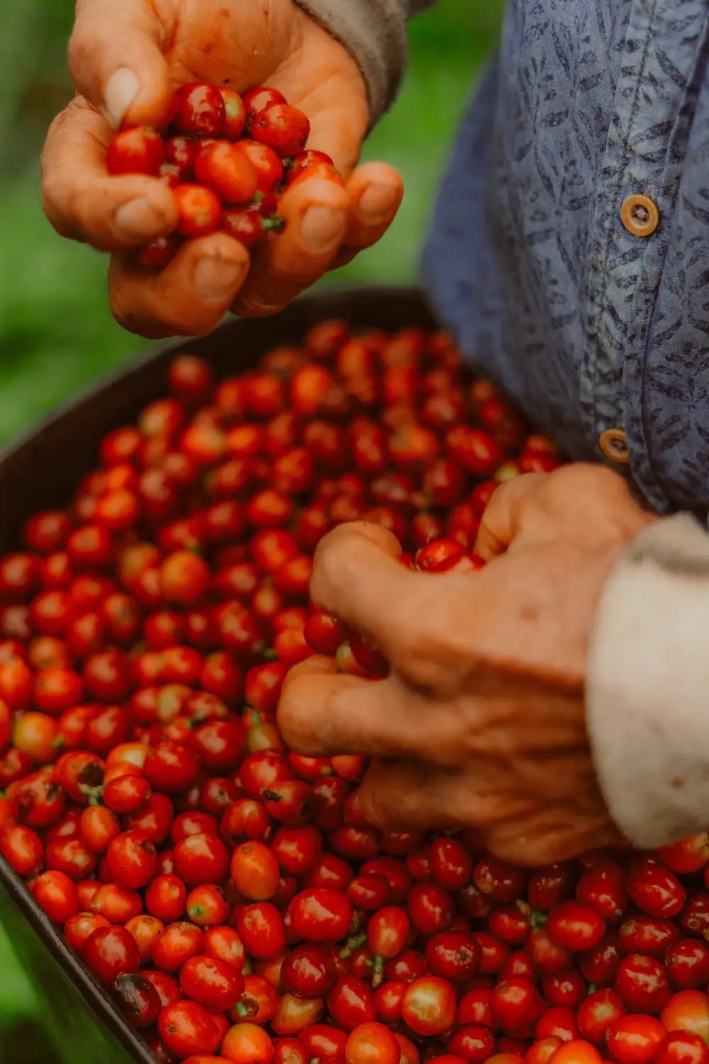 Hands picking ripe red coffee cherries